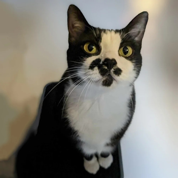 "Life is better with cats" wooden sign, Wall decor, picture kitty - Picture 4 of 5